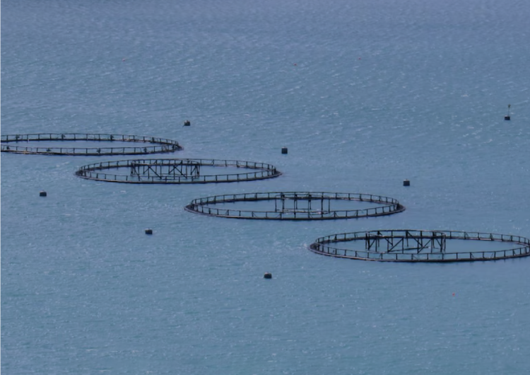 Centros de cultivo con anillos en el mar